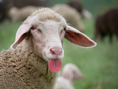 Scheinübernahme – alles nur Bluff?